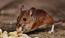 24 Hour & Emergency Exterminators in Stony Creek Mills, PA